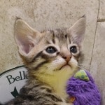 Savannah-F-3C-female-kitten