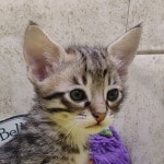 Savannah-F-3C-kitten-for-sale