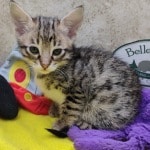 Savannah-kitten-for-sale-F-3C