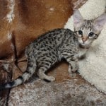 Savannah-kitten-for-sale-F-3C