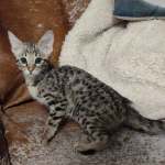 Savannah-kitten-for-sale-F-3C