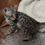 Savannah-kitten-for-sale-F-3C