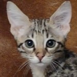 Savannah-kitten-for-sale-F-3C