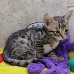 savannah-F-3C-female-for-sale