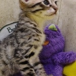 savannah-female-DOB-5-19-23-F-3C