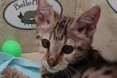 Duchess Savannah F-3C female DOB 6-3-23