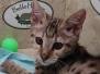 Duchess Savannah F-3C female DOB 6-3-23