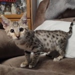 Savannah F-3C, Human Imprint DOB 6-3-23