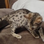 Savannah F-3C, Human Imprint DOB 6-3-23