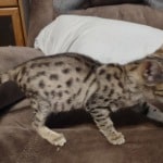 Savannah F-3C, Human Imprint DOB 6-3-23