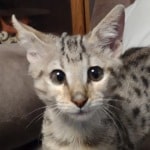 Savannah F-3C, Human Imprint DOB 6-3-23