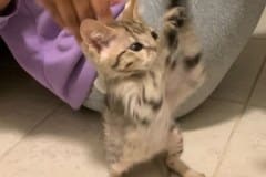 Pycee Savannah F-3C Female DOB 7-1-21