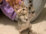 Pycee Savannah F-3C Female DOB 7-1-21