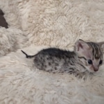 F-3c Brown Spotted female Savannah DOB 7-1-21