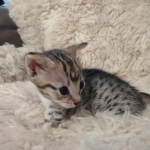 F-3c Brown Spotted female Savannah DOB 7-1-21