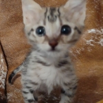 F-3c Brown Spotted female Savannah DOB 7-1-21