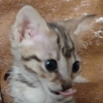 F-3c Brown Spotted female Savannah DOB 7-1-21y