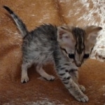 F-3c Brown Spotted female Savannah DOB 7-1-21