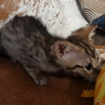 F-3c Brown Spotted female Savannah DOB 7-1-21