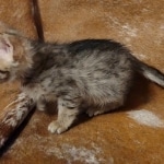 F-3c Brown Spotted female Savannah DOB 7-1-21