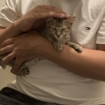 Pycee F-3c Brown Spotted female Savannah DOB 7-1-21