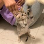 Pycee F-3c Brown Spotted female Savannah DOB 7-1-21