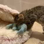 Pycee F-3c Brown Spotted female Savannah DOB 7-1-21