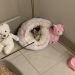 Pycee F-3c Brown Spotted female Savannah DOB 7-1-21