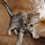 F-3c Brown Spotted female Savannah DOB 7-1-21