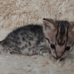 F-3c Brown Spotted female Savannah DOB 7-1-21