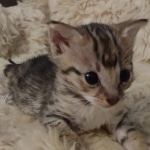 F-3c Brown Spotted female Savannah DOB 7-1-21