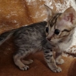 F-3c Brown Spotted female Savannah DOB 7-1-21