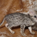 F-3c Brown Spotted female Savannah DOB 7-1-21