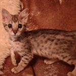 F-3c Brown Spotted female Savannah DOB 7-1-21