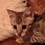 F-3c Brown Spotted female Savannah DOB 7-1-21