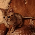 F-3c Brown Spotted female Savannah DOB 7-1-21