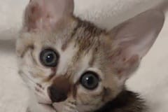 Savannah F-3C Female Kitten #2 DOB 4-14-25