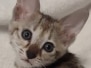 Savannah F-3C Female Kitten #2 DOB 4-14-25