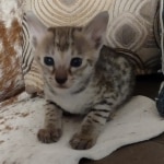 F-3C-Female-savannah-Kitten-a