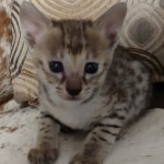 F-3C-Female-savannah-Kitten-b