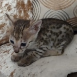 F-3C-Female-savannah-Kitten