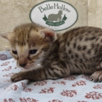 F-3C-Savannah-Female-a