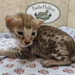 F-3C-Savannah-Female-b