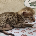 F-3C-Savannah-Female-c