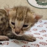 F-3C-Savannah-Female-d