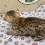 F-3C-Savannah-female-kitten-