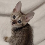 F-3C-savannah-kitten-a