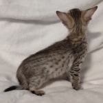 F-3C-savannah-kitten-b