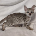 F-3C-savannah-kitten-c