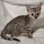 F-3C-savannah-kitten-d